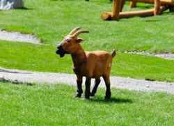 Figura de Robinia CABRA