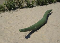 Figura de Robinia SERP