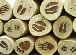 Joc d'educació PASSAREL·LA EMPREMTES